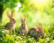 大兔子病了二兔子瞧之谁杀了五兔子