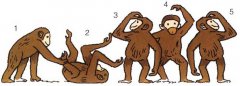 有趣的数字思维:黑猩猩推理题