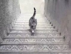 小学培养逻辑:小猫究竟在上楼还是下楼？