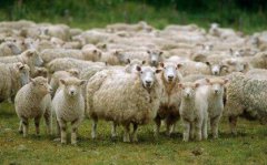 数学逻辑思维训练题:羊群如何分配